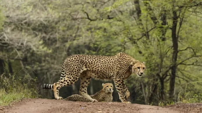 70 साल बाद कर्नाटक में चीते