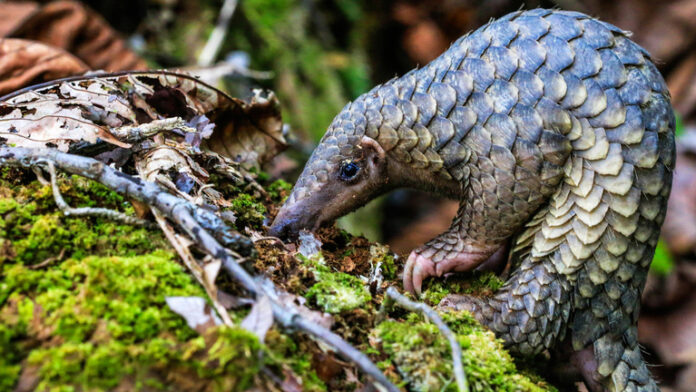 पैंगोलिन तस्करीपैंगोलिन तस्करी