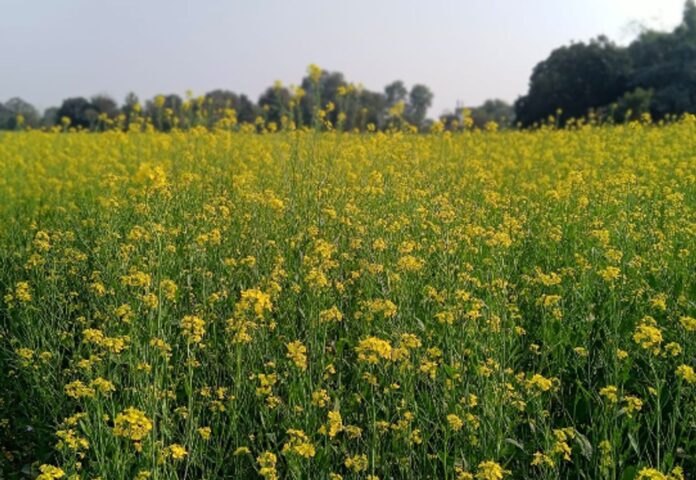 राजस्थान सरसों मंडी भाव 9 अप्रैल 2026